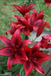 Types of Lilies: 8 Beautiful, Cold,hardy Choices for the Garden HD Wallpaper