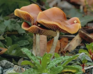 Types of Magic Mushrooms: 10 Shroom Strains You Should Know About HD Wallpaper