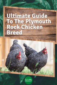 Ultimate Guide To The Plymouth Rock Chicken Breed HD Wallpaper