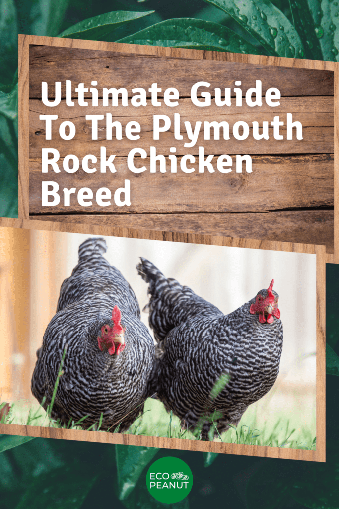 Ultimate Guide To The Plymouth Rock Chicken Breed Images
