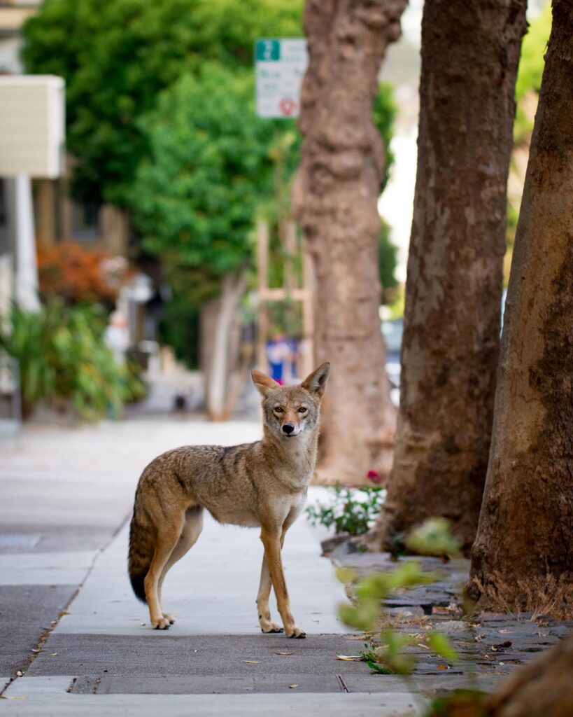 Urban Coyotes Images