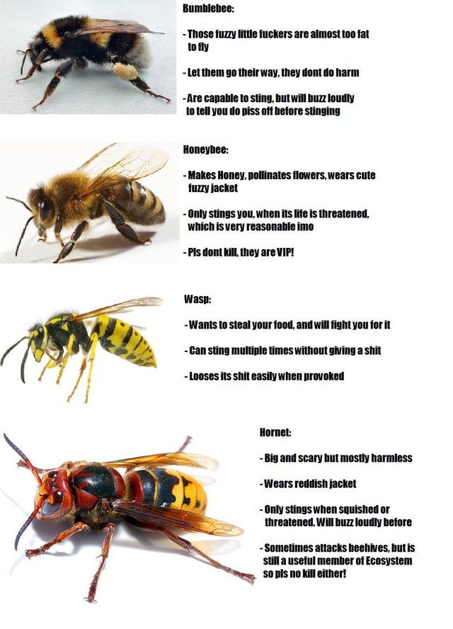 Useful guide to differentiate between wasps, bees, hornets