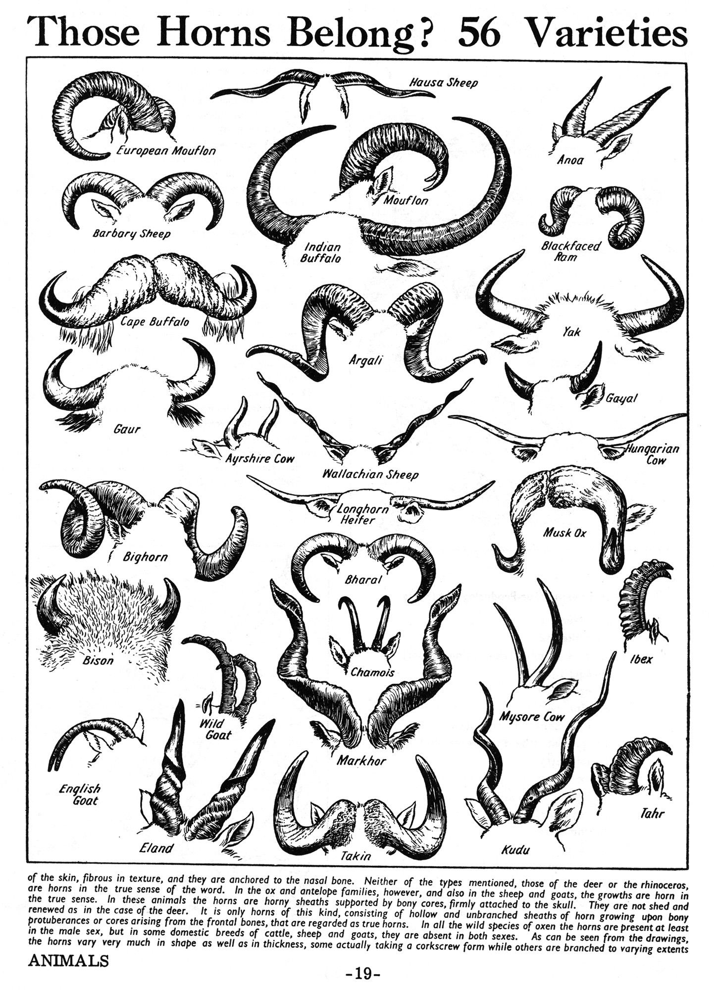 Various Animal Horns HD Wallpaper