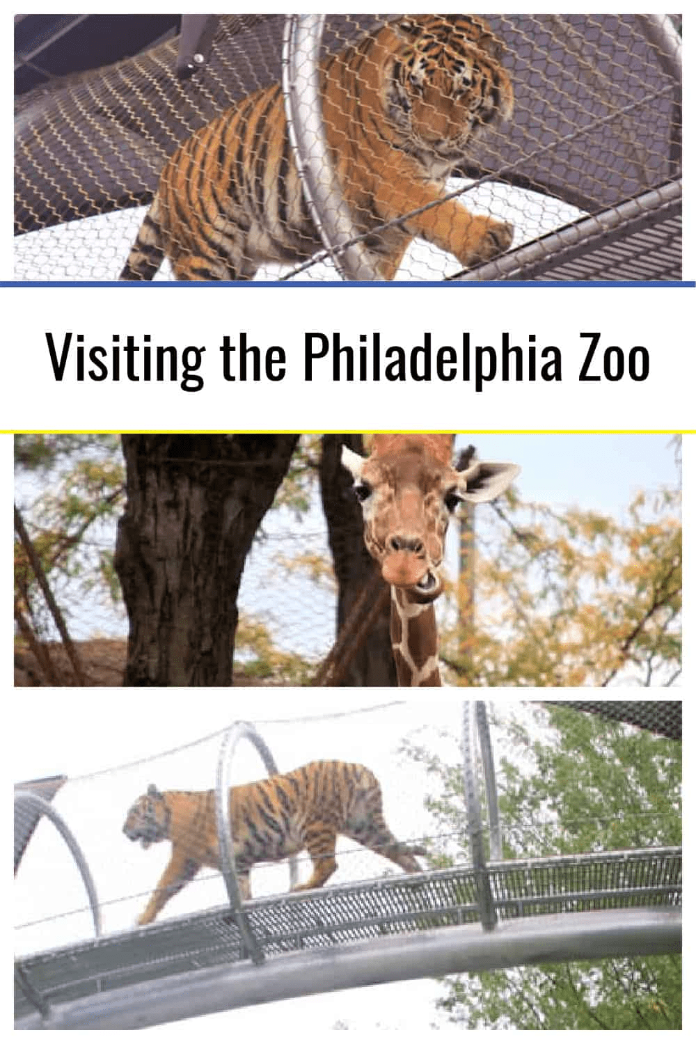 Visiting the Philadelphia Zoo: Top Tips and the Best Things to See
