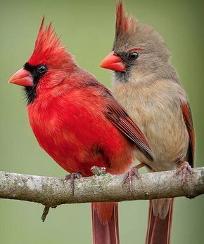 Voices And Vocabularies Cardinals Duet Birdnote Images