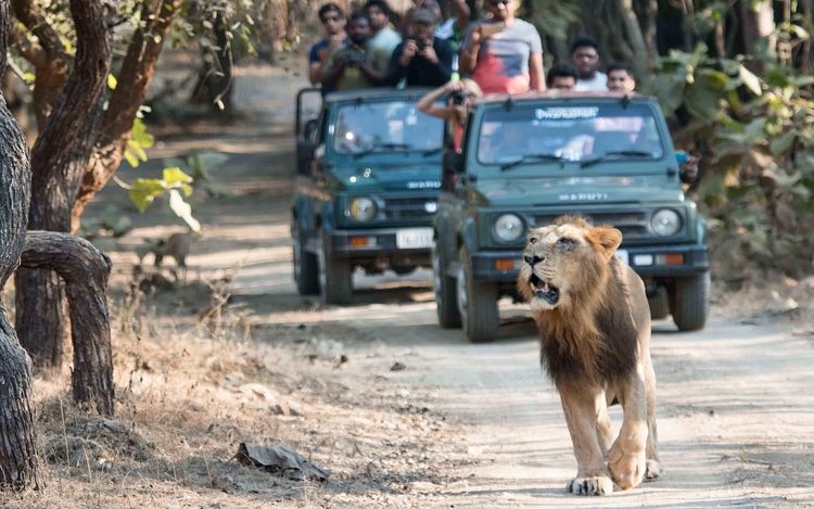 Why Gir National Park Is Famous Images