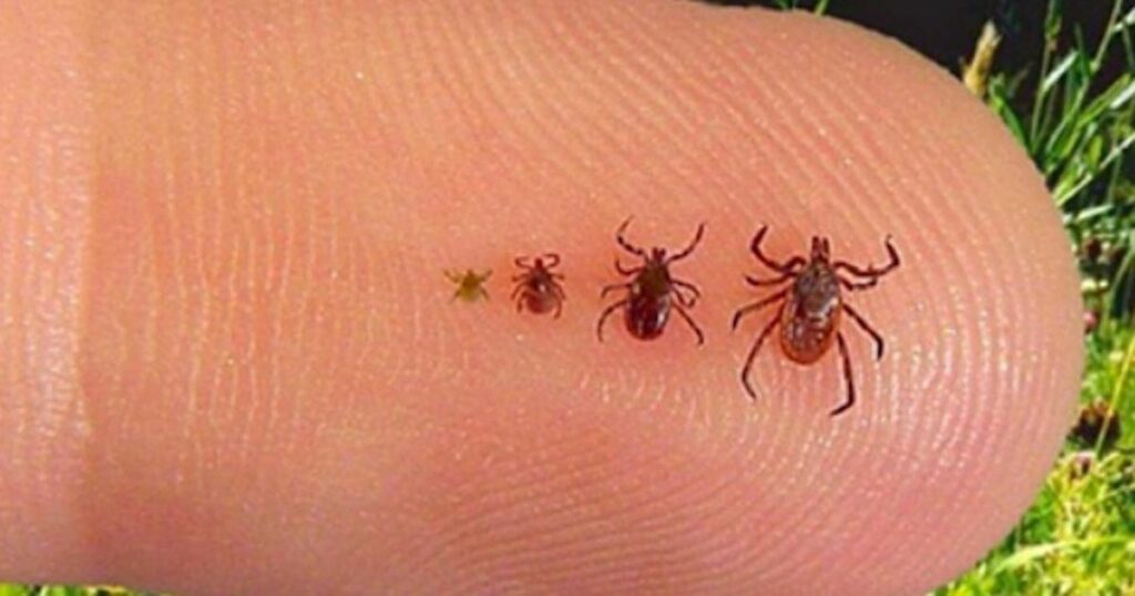 Want To Avoid Tick Bites This Summer Heres The Cheap