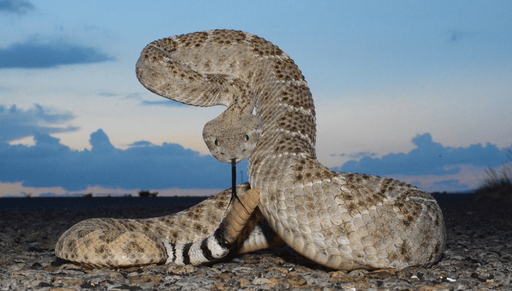 Western Diamond-Backed Rattlesnake - Crotalus Atrox