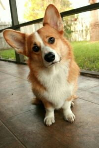 We’ve searched for the best Corgi dog names from pet parents on Instagram. Images