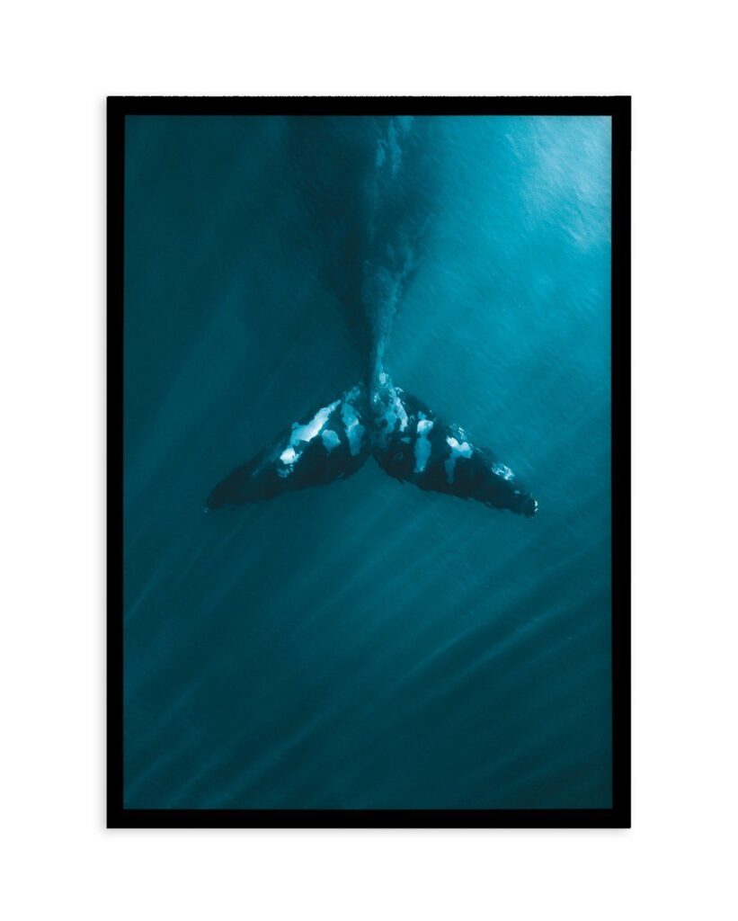 Whale Tail Blue | Pt - A4 | 8.3 X 11.7 | 21 X 29.7Cm / Oak / With White Border