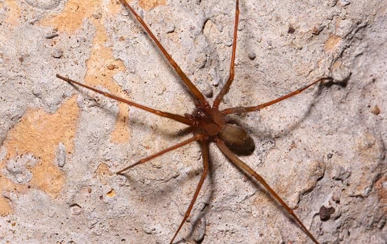 What Attracts Brown Recluse To My Home Spider Prevention