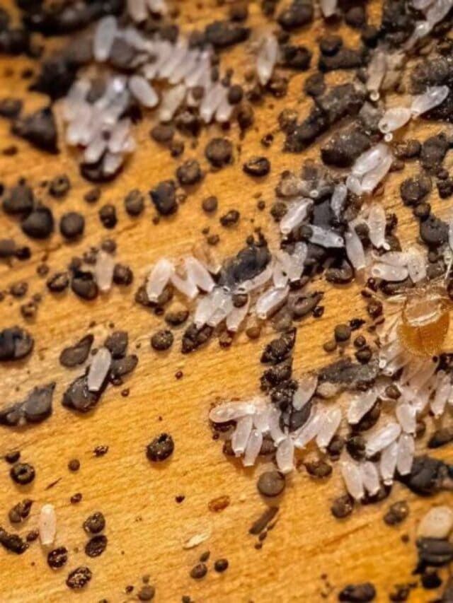 What Do Bed Bug Eggs Look Like Complete Guide With