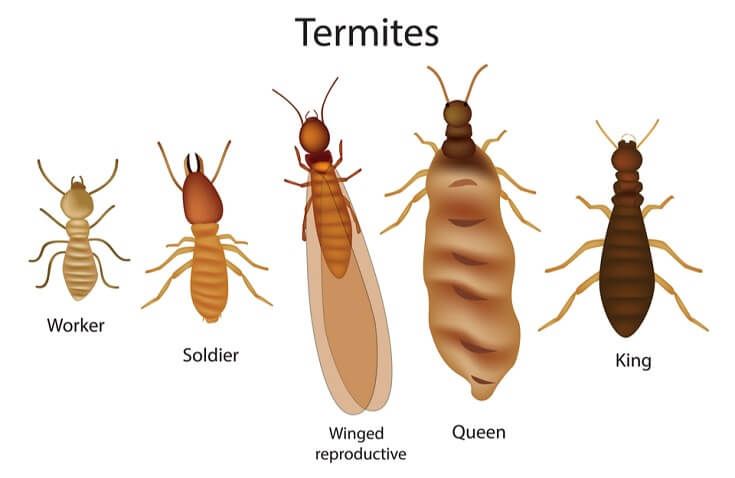 What Do Termites Look Like to The Human Eye: See