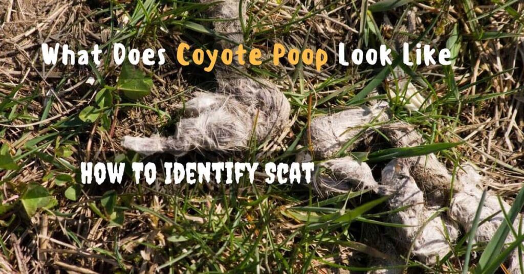 What Does Coyote Poop Look Like: How To Identify Scat