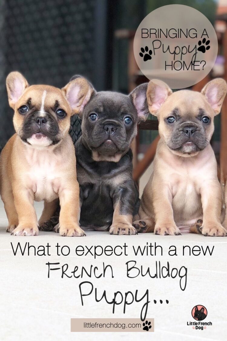 What To Know Before You Buy A Frencie...