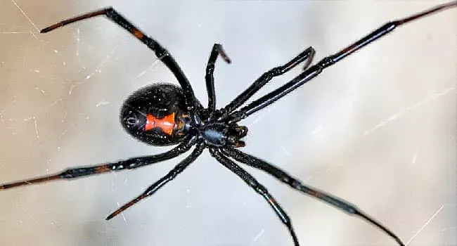 What You Should Know About Spider Bites