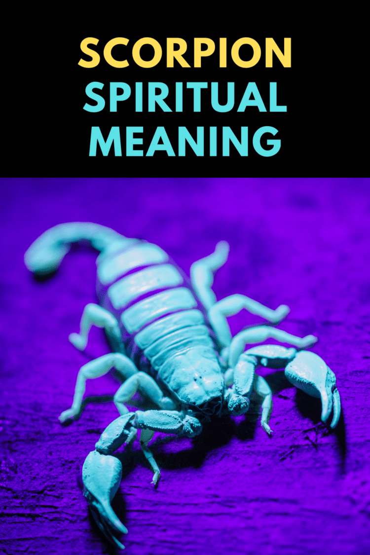 What Is The Spiritual Meaning Of A Scorpion?