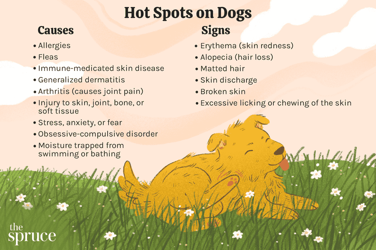 What To Do About Hot Spots On Dogs