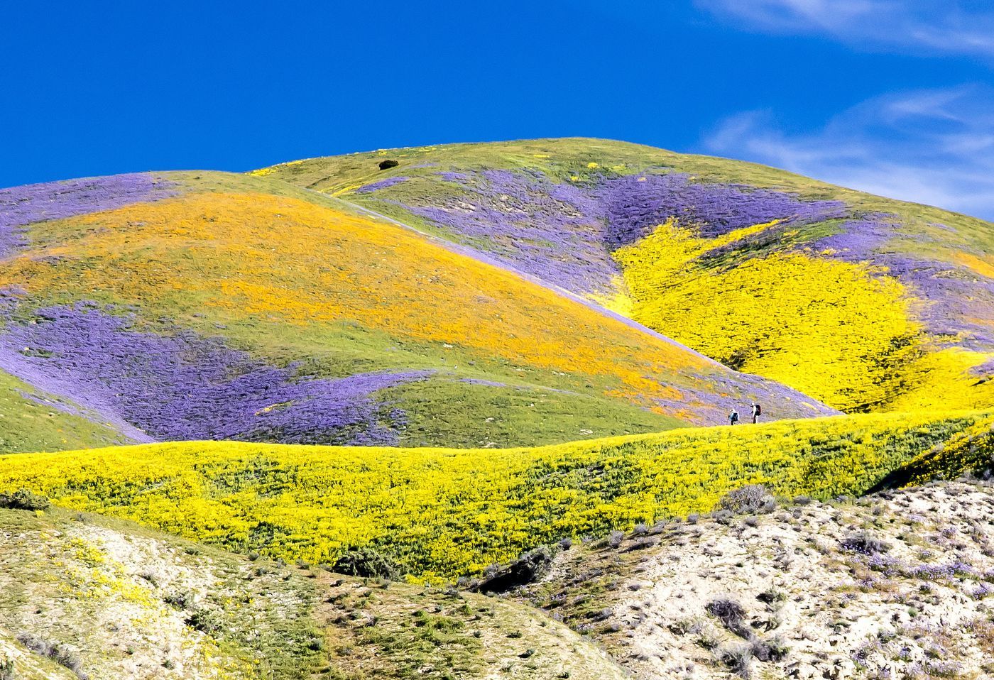 What you need to know about the 'super bloom' at Carrizo Plain National Monument