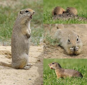 What’s the Difference Between a Groundhog and a Gopher, , Animal Facts HD Wallpaper