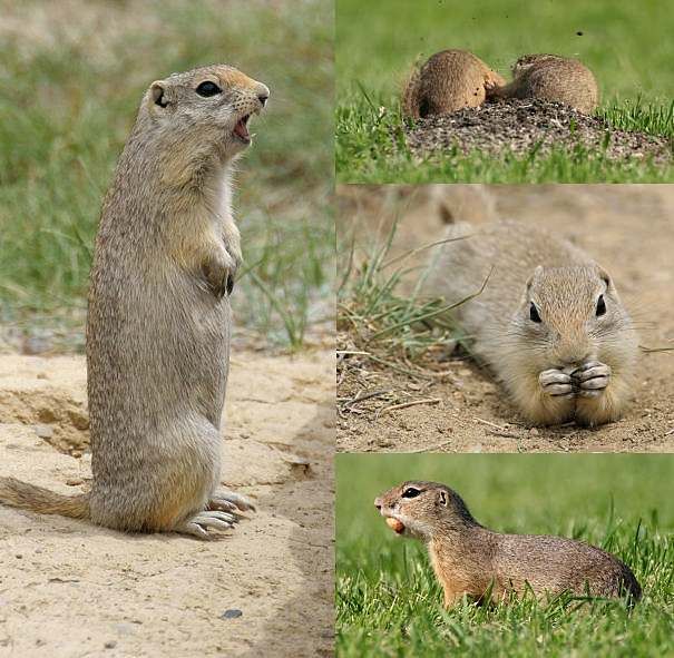 Whats The Difference Between A Groundhog And A Gopher