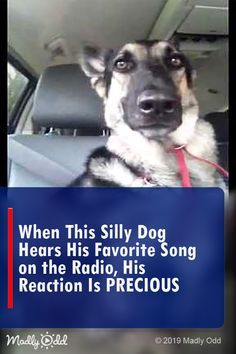 When This Silly Dog Hears His Favorite Song On The