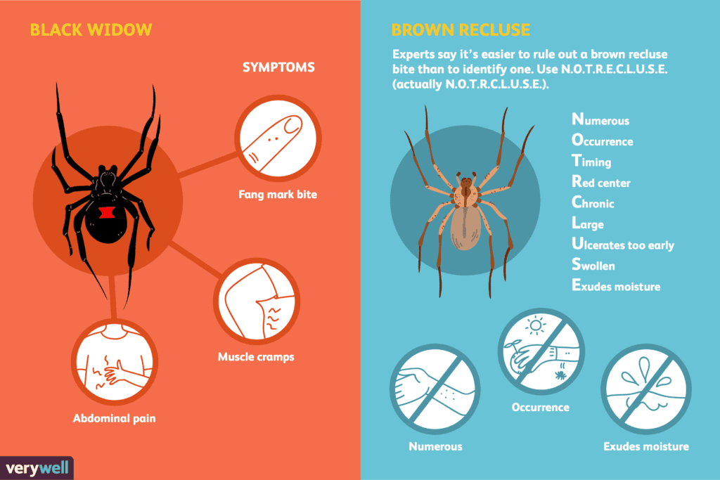 Which Spider Bites Are Dangerousand What To Do About Them