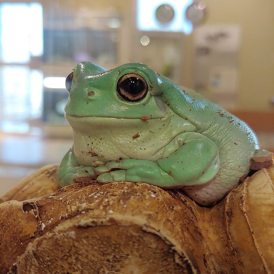 Whites Tree Frog Care Guide Habitat Setup Diet And