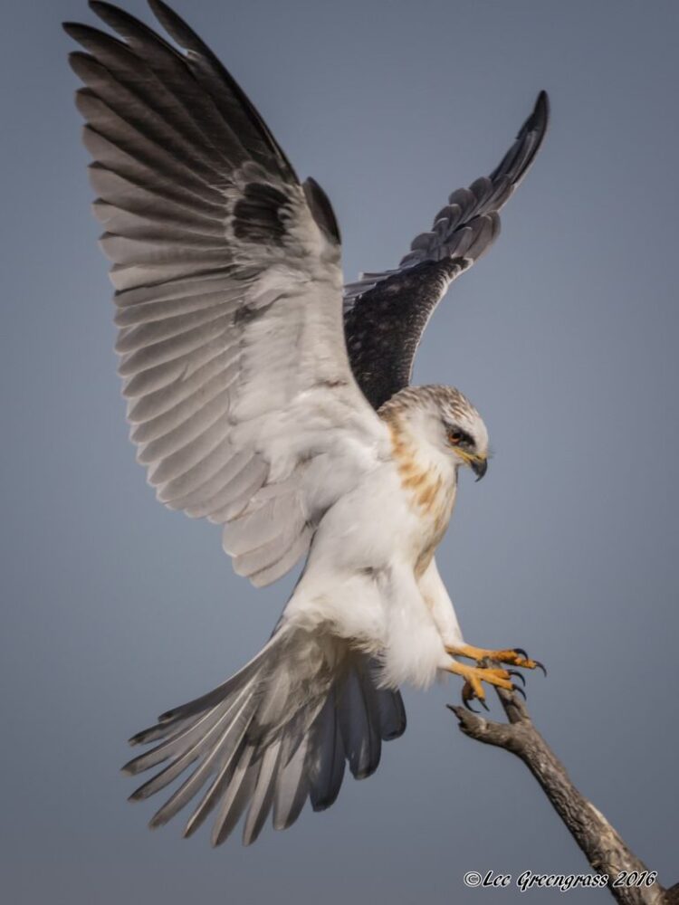 Whitetailed Kite Landing Images