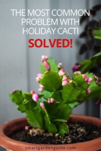 Why Is My Christmas Cactus Dropping Leaves, (Solved) , Smart Garden Guide HD Wallpaper