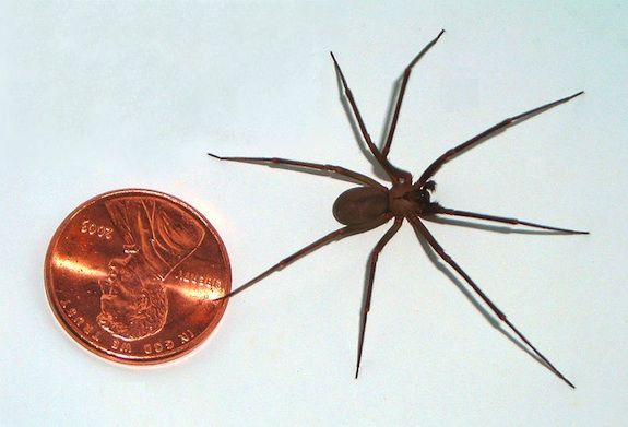 Why We Should All Celebrate Save A Spider Day Images