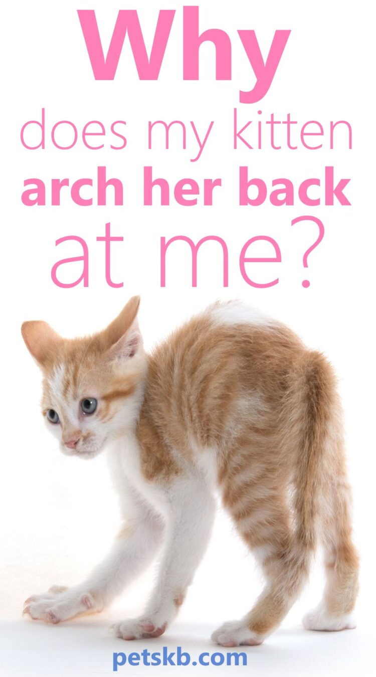 Why Do Kittens Arch Their Backs?