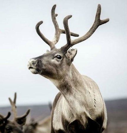 Wild Reindeer of Iceland - Picture of Wild Reindeer of Iceland, Reykjavik - Trip