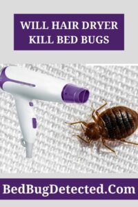 Will hair dryer kill bed bugsHD Wallpaper