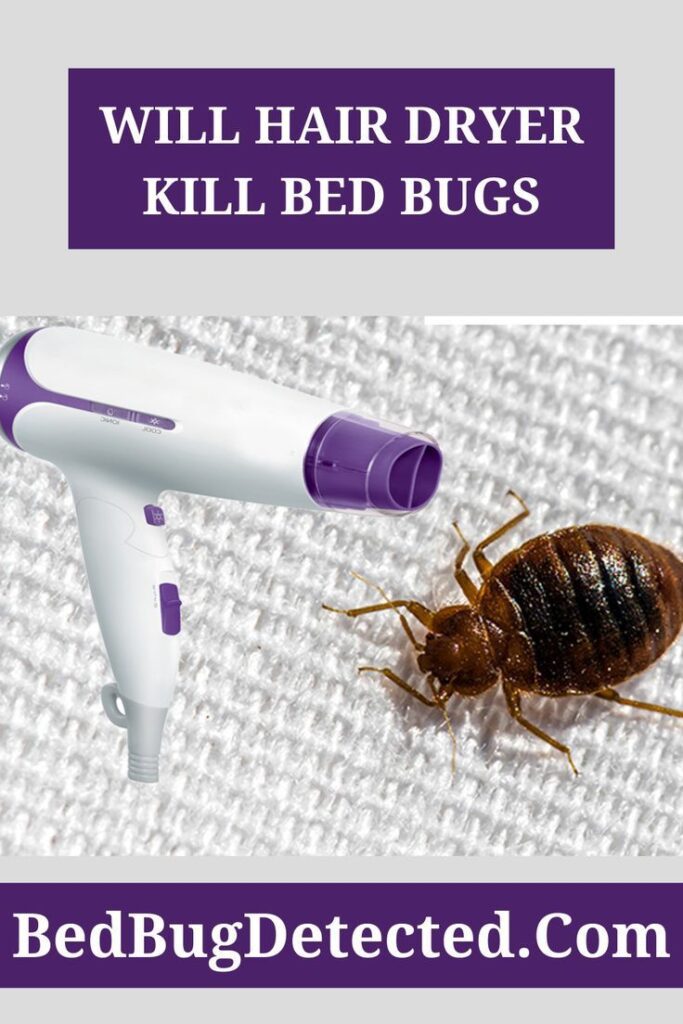 Will Hair Dryer Kill Bed Bugs Images
