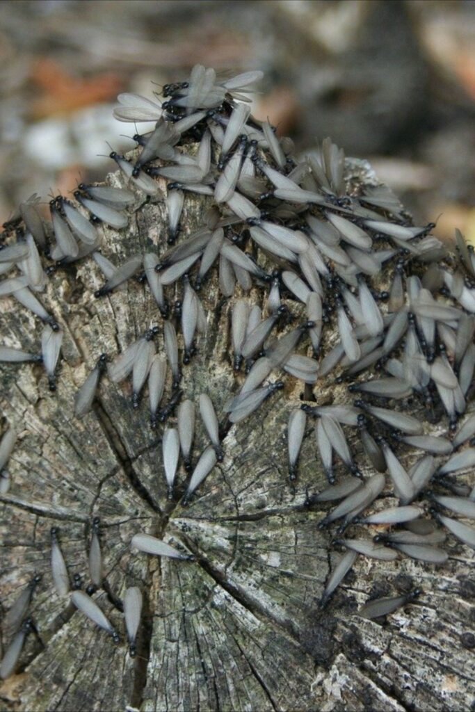 Winter Termite Activity Images
