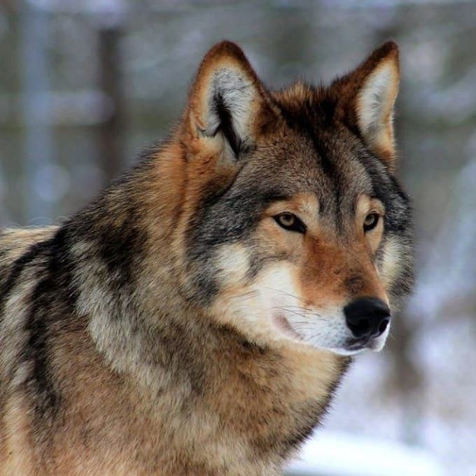 Wolf Wolves Images