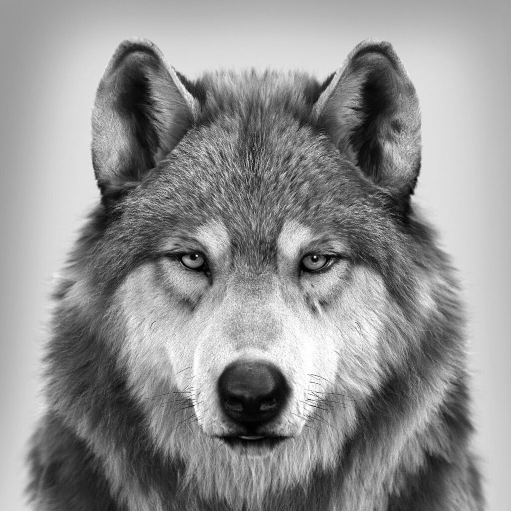 Wolf’s Portrait, Massimo Righi