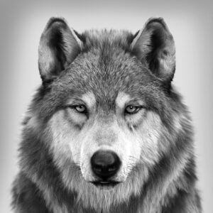 Wolf’s portrait, Massimo Righi HD Wallpaper