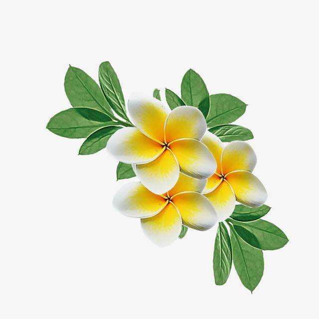 Yellow Flower Watercolor White Transparent, Watercolor Flower Yellow Flowers Png