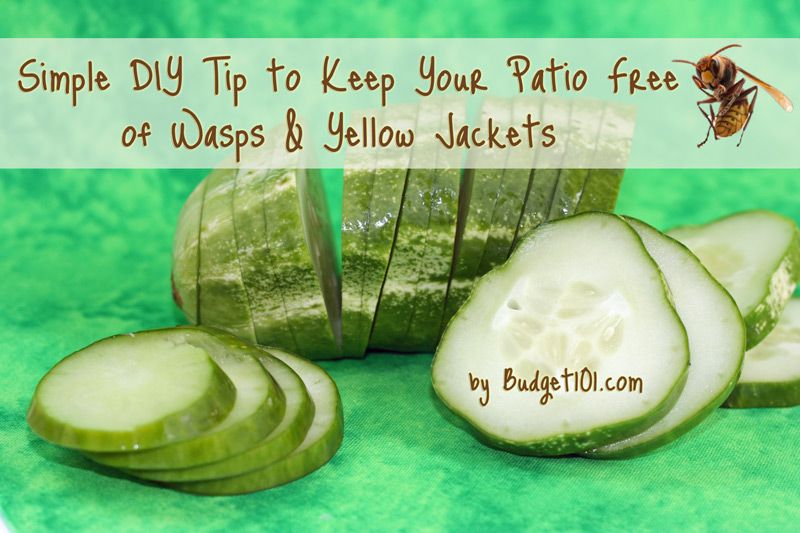 Yellow Jacket Wasp Repellent For Patios Images