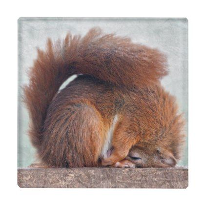 Yoga Squirrel Glass Coaster | Zazzle