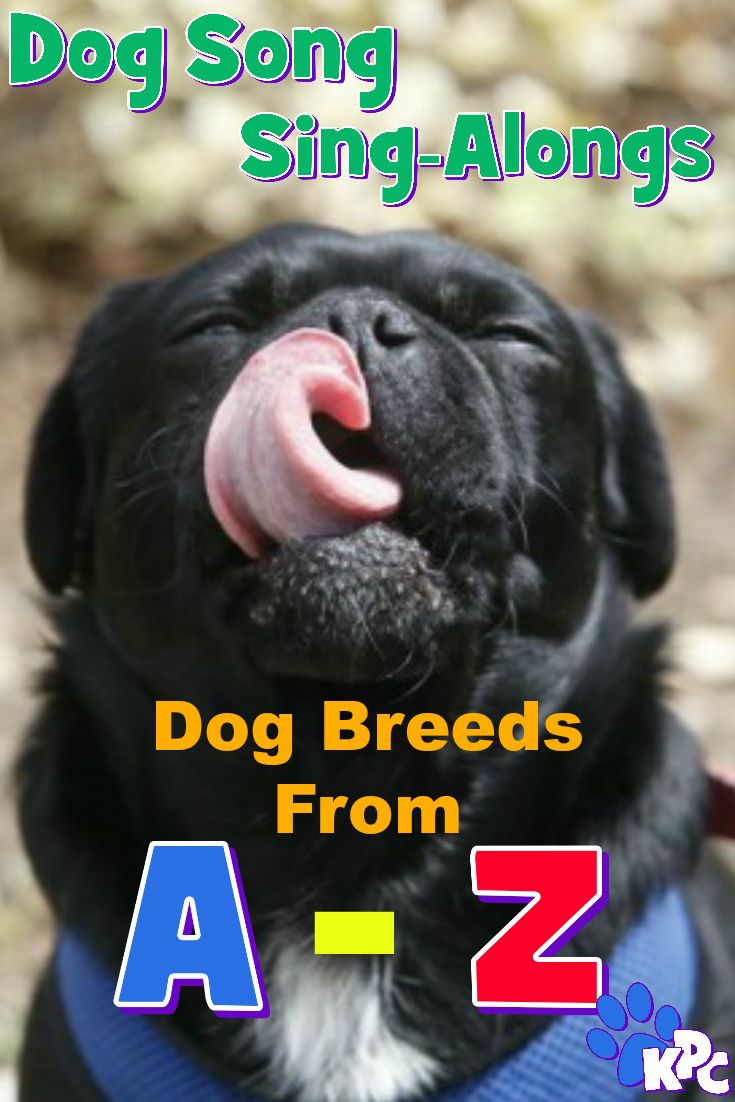 You will love this funny A to Z of Dog Breeds Sing-Along for kids
