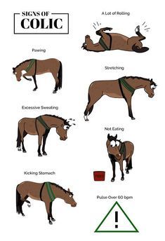 Your Horses Lumps Bumps Images