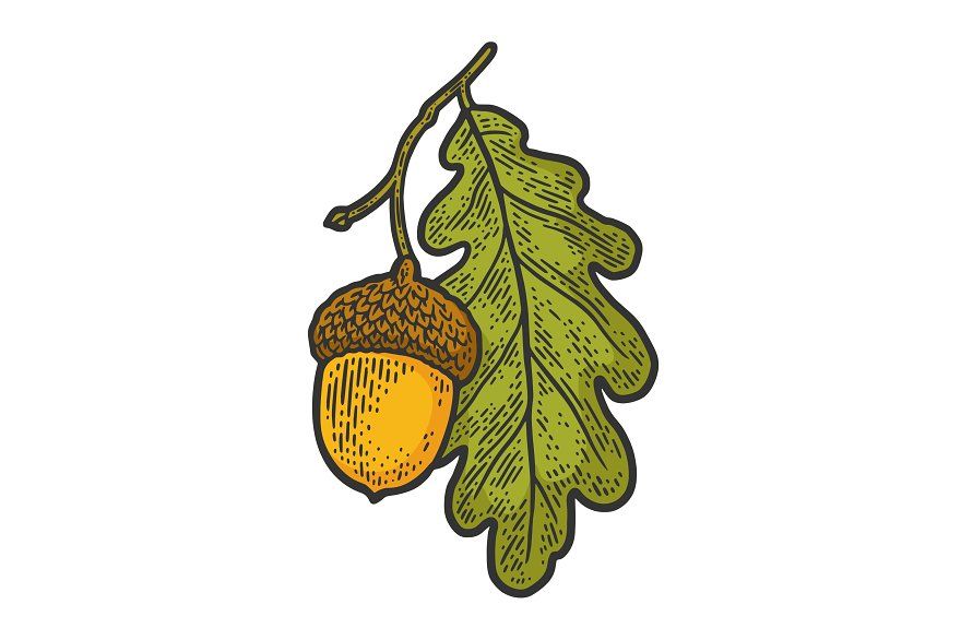 acorn with oak leaf sketch vector