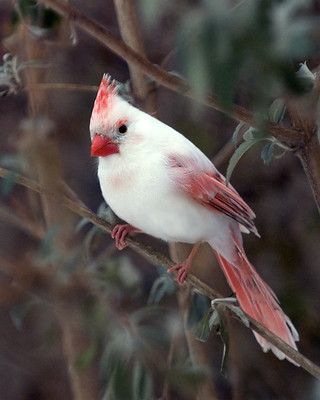 Albino Cardinal 3 Images