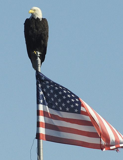 bald eagle on american flag
