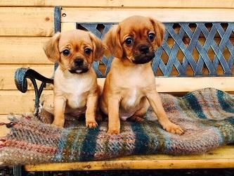 Chug Or Pugalier - Dogs &Amp; Puppies, Rehome Buy And Sell
