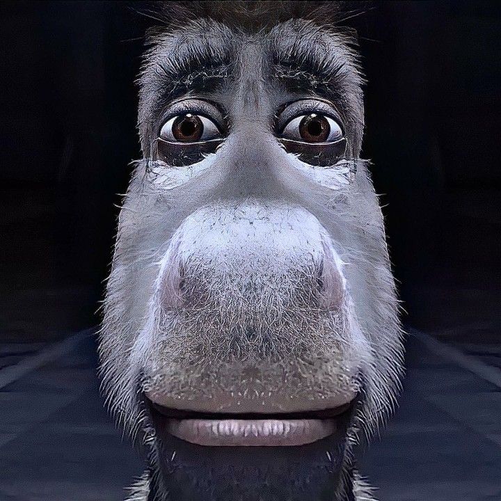 goofy ahh donkey stare