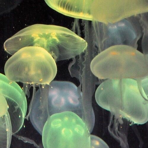 green jellyfish 🎐💚 green aesthetic playlist cover